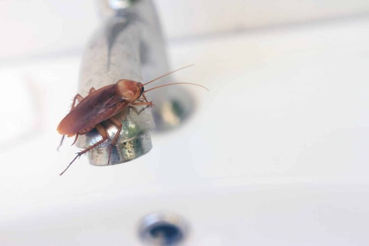 5 Consejos para Evitar Plagas de Insectos en tu Baño recetas con encanto