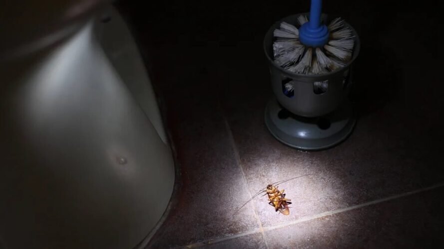 5 Consejos para Evitar Plagas de Insectos en tu Baño recetas con encanto