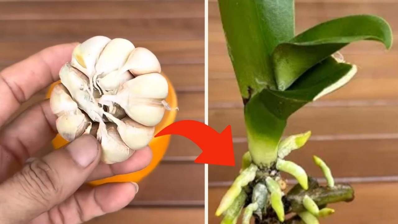 Orquídea, Sólo Con Este Truco Los Viveristas Consiguen Mantenerla Viva 