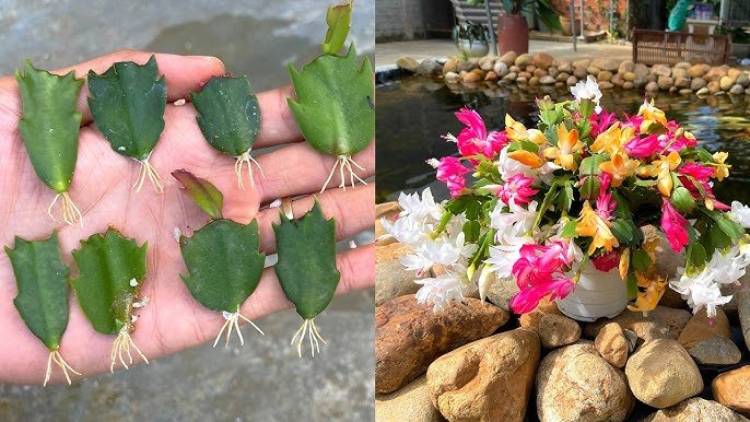 C Mo Cultivar Cactus De Navidad Schlumbergera Y Sus Cuidados